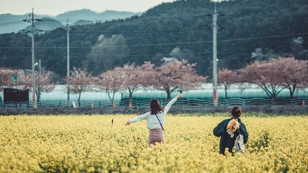 맹방 유채꽃밭. 사진 삼척시청