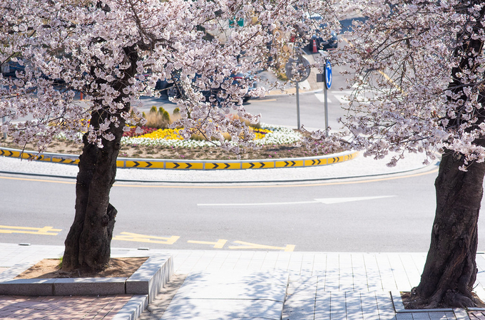 1일 오후 경기도청에 벚꽃이 활짝 피어 있다. 사진 경기도청