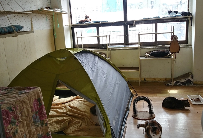 2007년 문을 연 서울 용산구 한남동의 고양이 쉼터 '해피캣'에서 고양이들이 휴식을 취하고 있다.