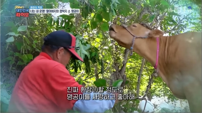 명공이와 할아버지. 해당 영상 캡처