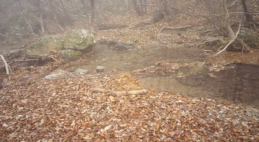 물가에서 노는 수달(2021. 11. 20. 포착)