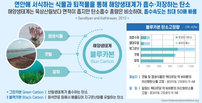 블루카본의 탄소흡수 효과