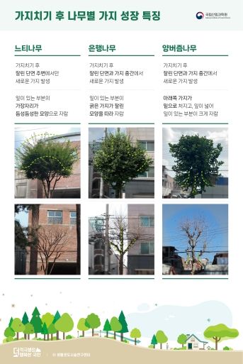 가로수-가지치기-수종별-특성(그래픽)-생활권도시숲연구센터