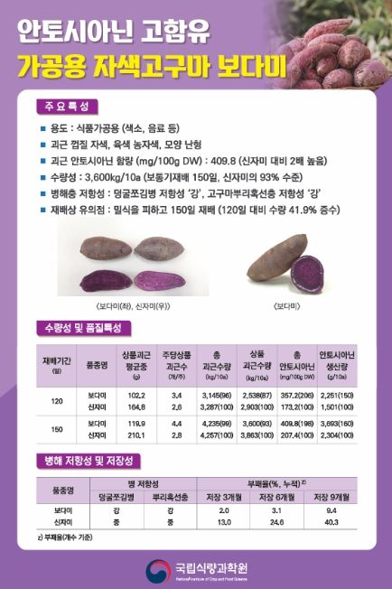 가공용 자색고구마 ‘보다미’ 품종 특성