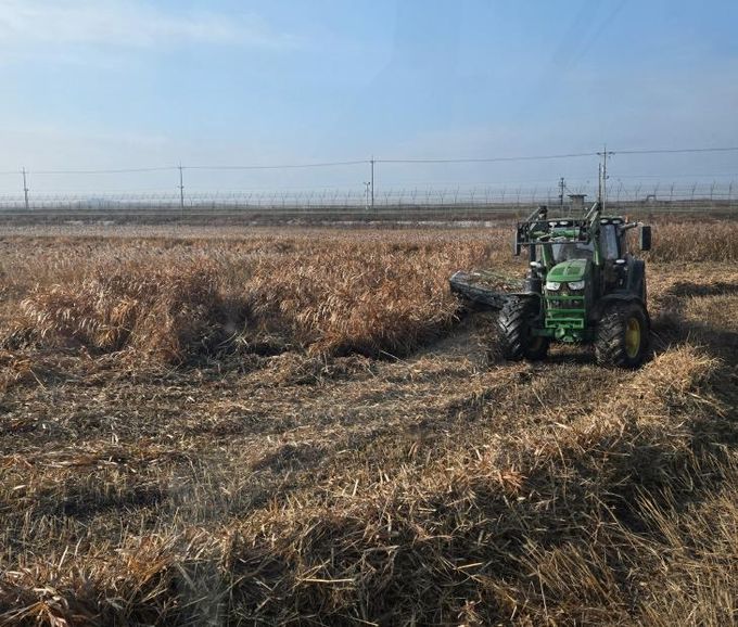한강하구 자생 갈대 수거