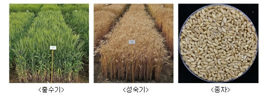 ‘이룸’ 품종 사진