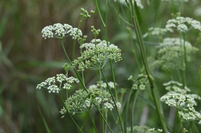 멸종위기 야생생물 II급 서울개발나물(꽃)