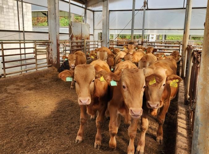 경기 한우 명품화