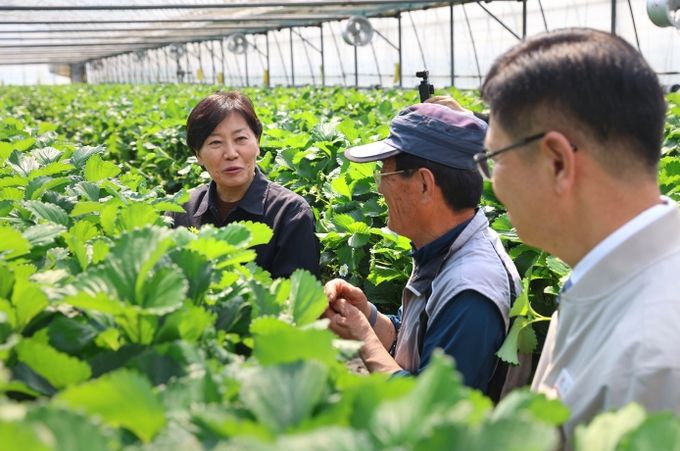 시설채소 생육동향 점검